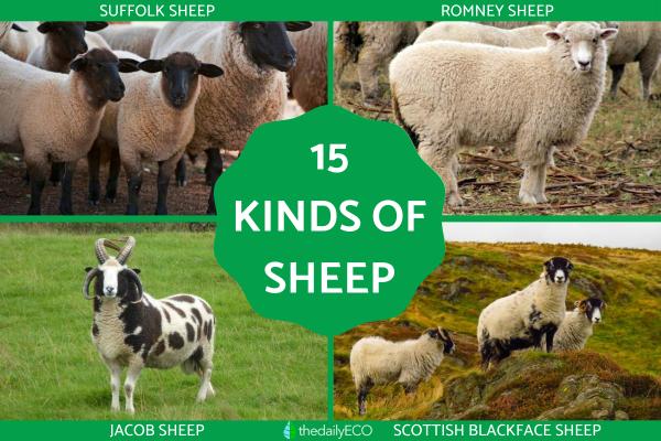 Different Kinds of Sheep Breeds