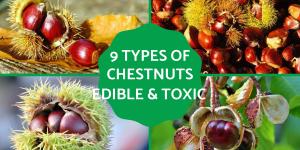 Different Types of Chestnuts - Edible and Toxic