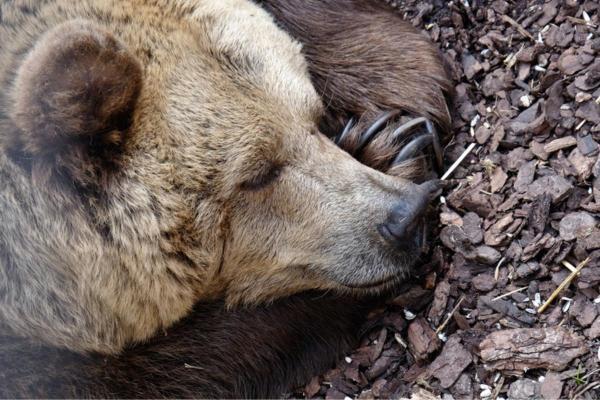 Different Types of Hibernating Animals