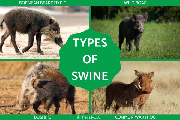 Different Types of Swine Species