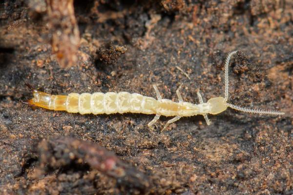 Mesofauna Definition and Examples - Diplurans