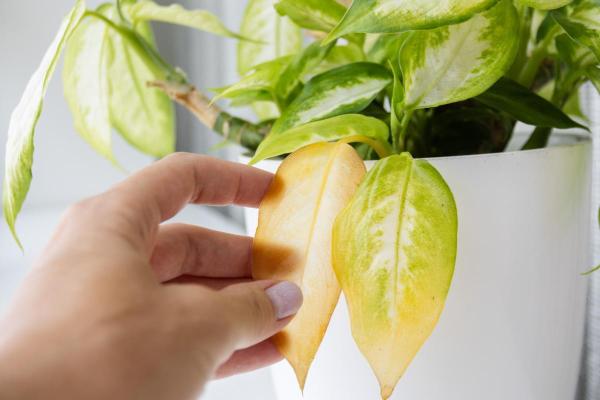 Why is My Dumbcane Turning Yellow? - Direct sun