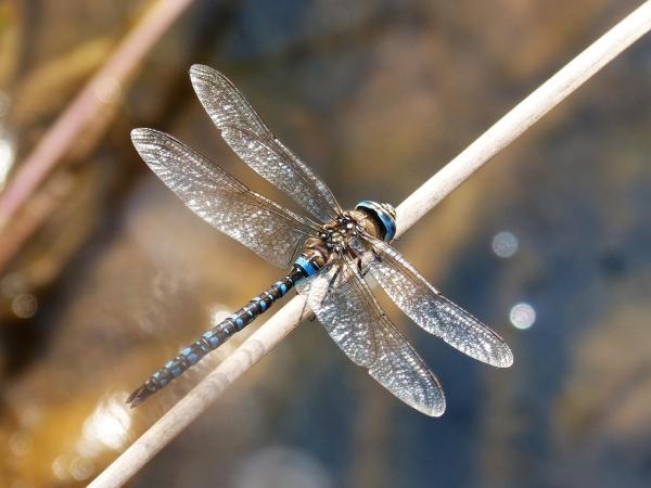 Do Dragonflies Bite or Sting? - Do dragonflies bite humans?