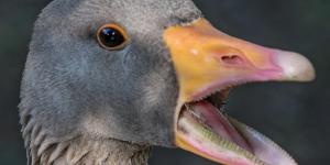 Do Ducks Have Teeth?