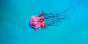 Do Jellyfish Have Brains?