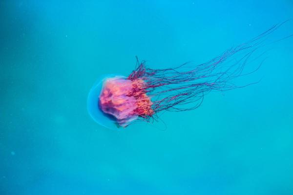 Do Jellyfish Have Brains?