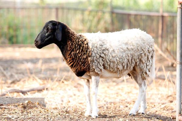 Different Kinds of Sheep Breeds - Dorper sheep