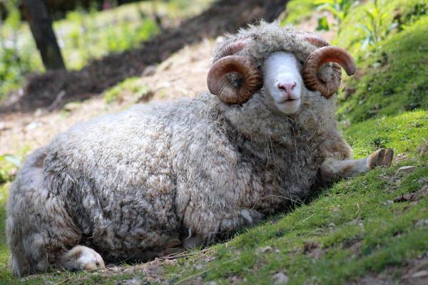 Different Kinds of Sheep Breeds - Dorset Horn sheep