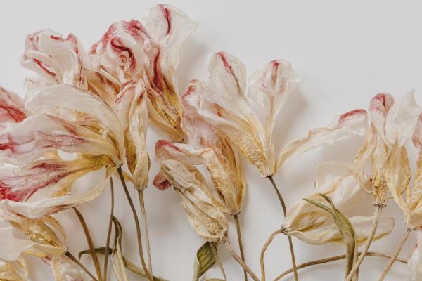How Do You Dry and Keep Tulips? - Dry tulips hanging upside down
