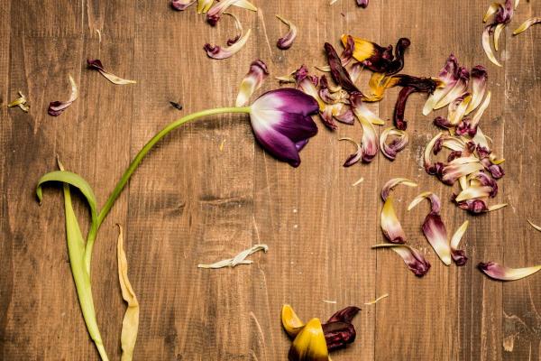How Do You Dry and Keep Tulips? - Dry tulips in the microwave