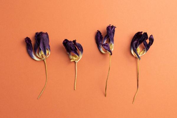 How Do You Dry and Keep Tulips? - Dry tulips with an iron