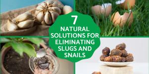 Effective Natural Ways to Get Rid of Slugs and Snails