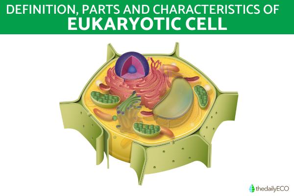 Eukaryotic Cell - Vital Components and Processes