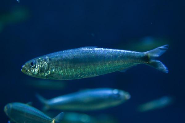 What Is a Pelagic Fish? - European pilchard
