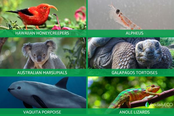 What Is Allopatric Speciation? - Examples of allopatric speciation