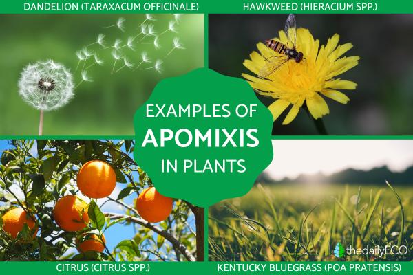 What Is Apomixis and Its Types? - Examples of apomixis reproduction in plants