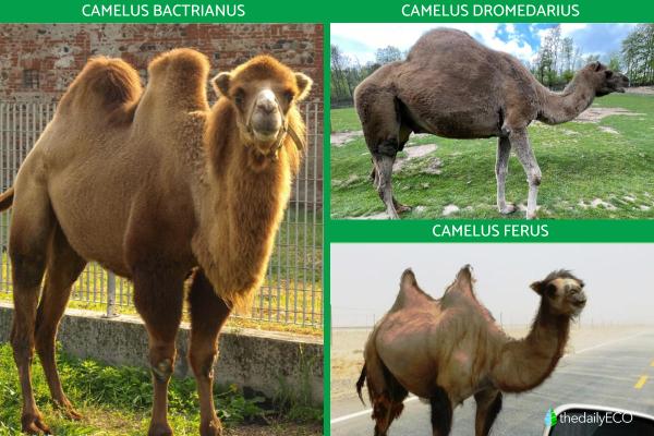What Is the Difference between Camels and Dromedaries? - Examples of camels and dromedaries