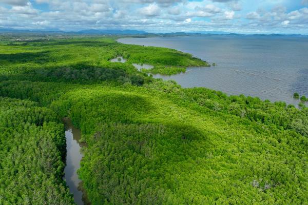 What Is a Carbon Sink Used For? - Examples of carbon sinks