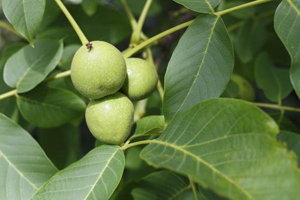 What Are Deciduous Trees? - Examples of deciduous Trees