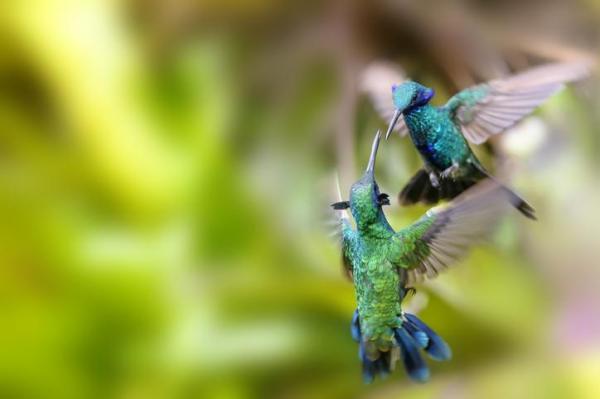 What Is Intraspecies Competition? - Examples of intraspecies competition