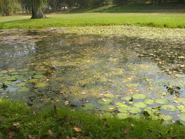What Is a Lentic Ecosystem? - Examples of lentic ecosystems