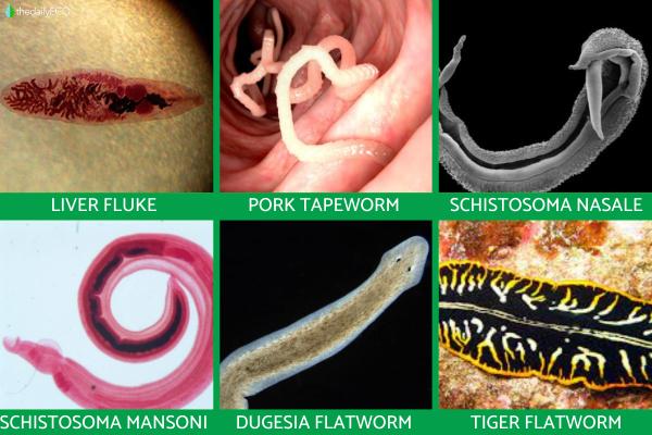 Platyhelminthes Characteristics and Examples - Examples of Platyhelminthes species
