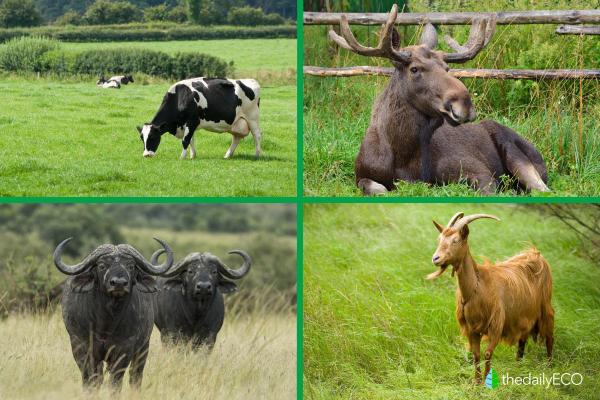 What Are Ruminant Animals? - Examples of ruminant animals