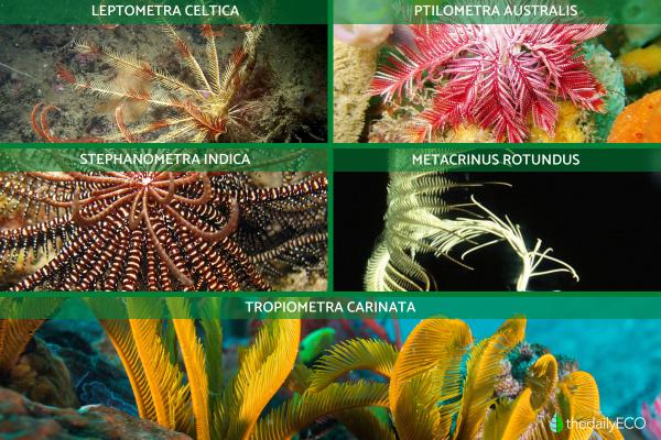 What Are Sea Lilies (Crinoids)? - Examples of sea lilies