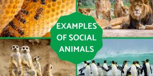 Examples of Social Animals