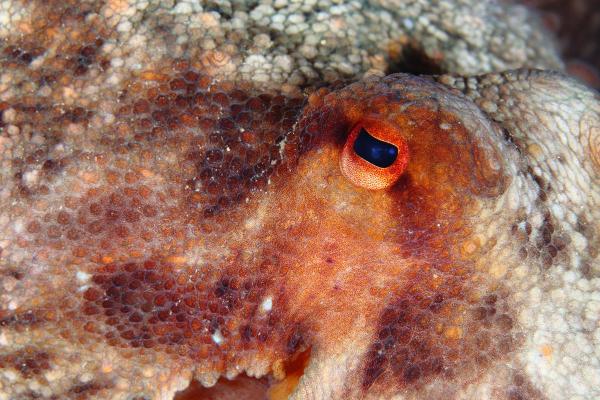 Octopus Anatomy - Body Parts of an Octopus - Eyes