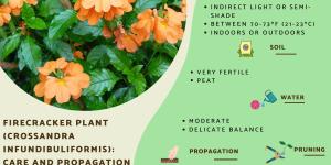 Firecracker Plant Care Guide