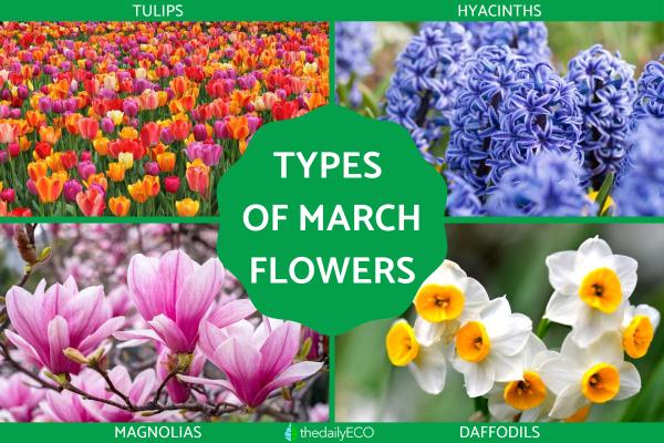 Flowers in Season in March