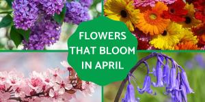 Flowers That Bloom in April