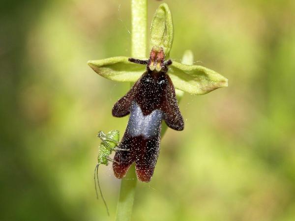 The Rarest Orchids in the World - Fly orchid (Ophrys insectifera)