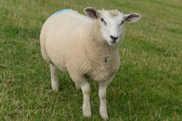 Different Kinds of Sheep Breeds - Fries Melkschaap sheep