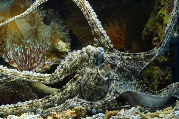 What Are Chromatophores and How Do They Work? - Function of chromatophores