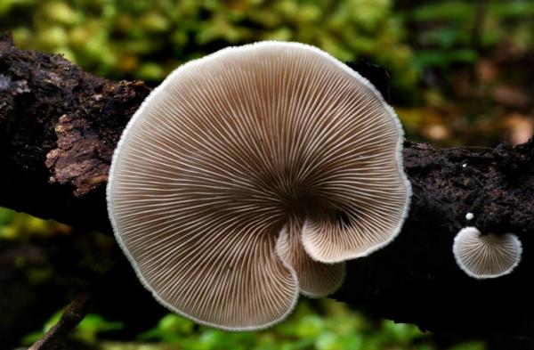 What Are Spores? - Definition, Functions & Types - Fungal spores
