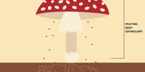 Fungi vs. Mushroom - Definitions and Differences