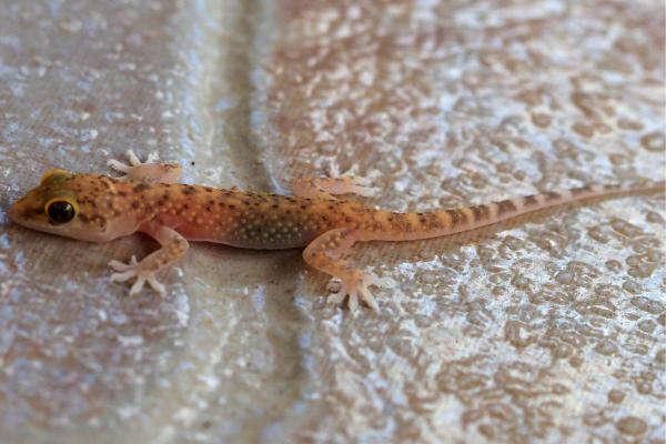 Are Geckos Poisonous? - Geckos FAQs