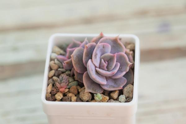 Ghost Echeveria Plant Care - Echeveria Lilacina - Ghost echeveria pruning