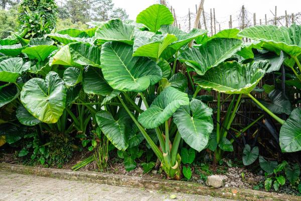 Types of Alocasia Plants - Giant taro (Alocasia macrorrhizos)