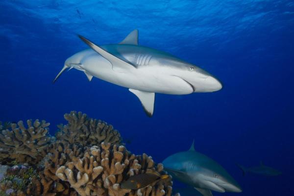Sharks in Danger of Extinction - Gray reef shark (Carcharhinus amblyrhynchos)