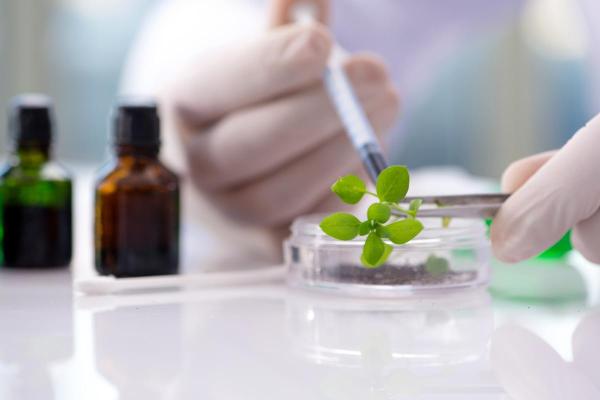 What Is Green Biotechnology? - Green biotechnology examples of application