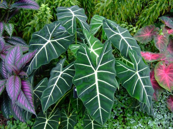 Types of Alocasia Plants - Green velvet alocasia (Alocasia micholitziana)