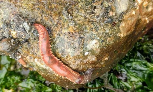 What Are Polychaetes or Bristle Worms? - Habitat of polychaetes