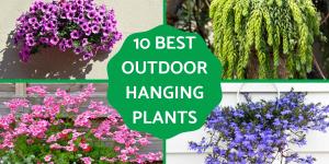 Hanging Plants for Outdoor Spaces