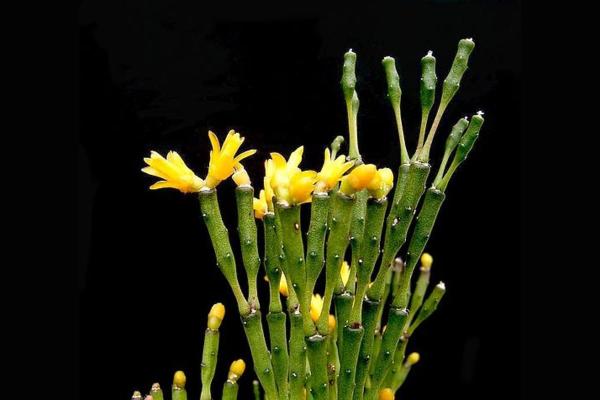 Cactus Without Spines - Spineless Cactus Types - Hatiora spp.
