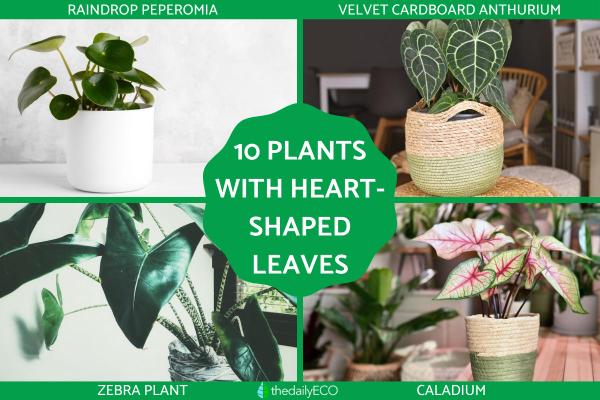 Heart-Shaped Leaf Plants