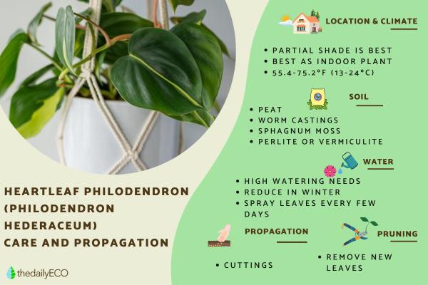 Heartleaf Philodendron Plant Care Guide
