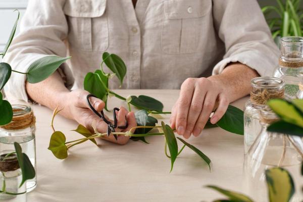 Heartleaf Philodendron Plant Care Guide - Heartleaf philodendron plant propagation